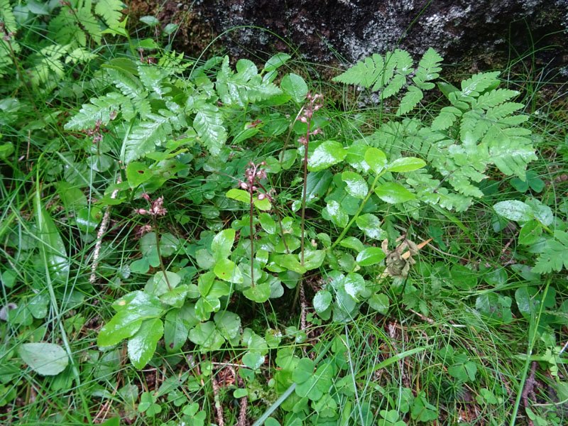 Listera cordata